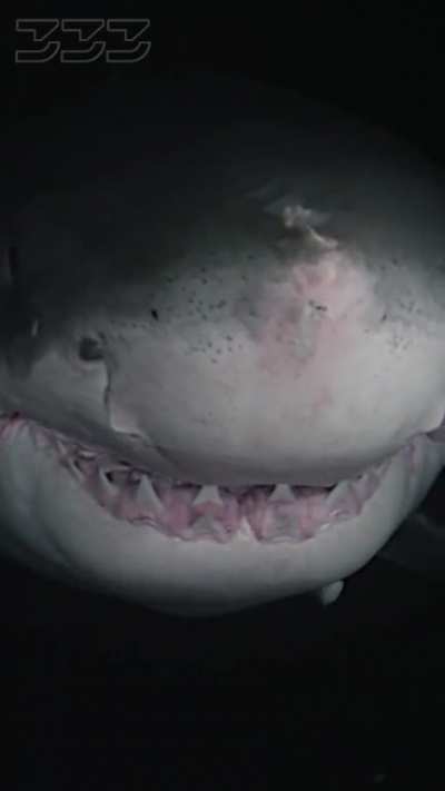 Great White Shark at Night