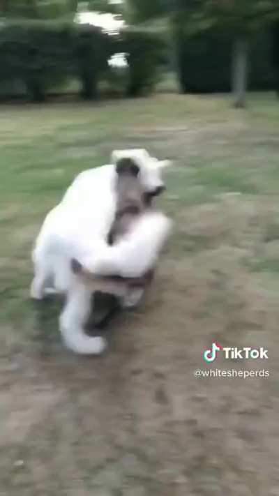 Barkour