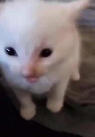 Herbert 😾