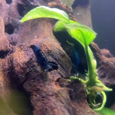 First tank, first Walstad, first shramps! They seem to enjoy the new digs!