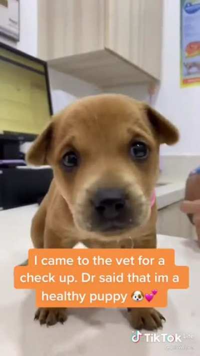 Adopt, don't shop