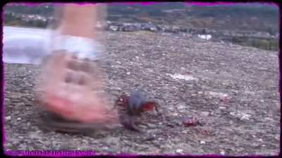 Flat sandals crawfish 