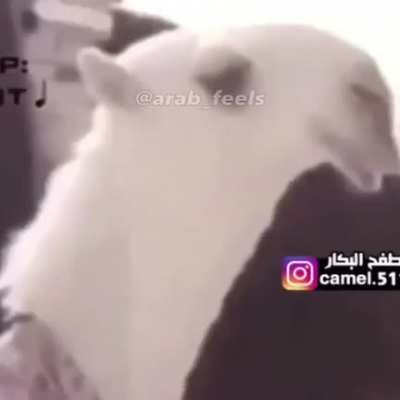 Pubg Funny Moment
