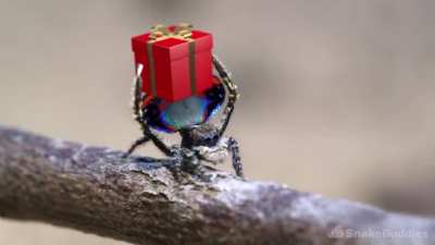 It's almost time for Christmas!