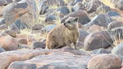 Little beasts in their natural environment in Namibia.