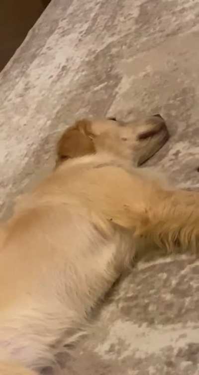 I’m off the clock hooman! Stop calling my name