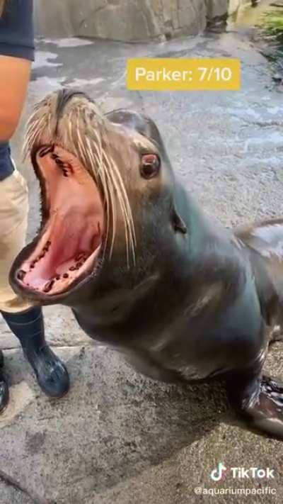Sea Lions have competitions too