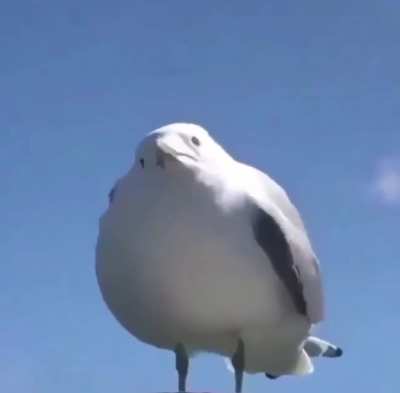 Seagull.