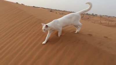 Cats have a precise method of walking called direct registering. Their hind paws fall inside the place of their forepaws, minimizing noise and visible tracks, while ensuring more stable footing.