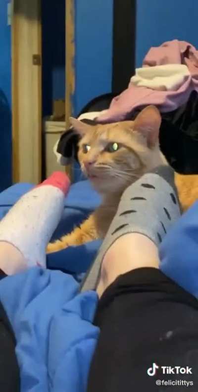 Cat smells the wrong feet