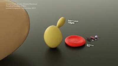 The size of viruses