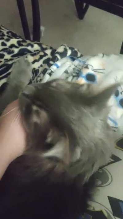 100% volume for maximum purr effect