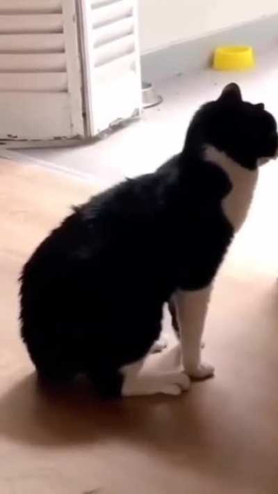 Wait I thought this was a dog club.