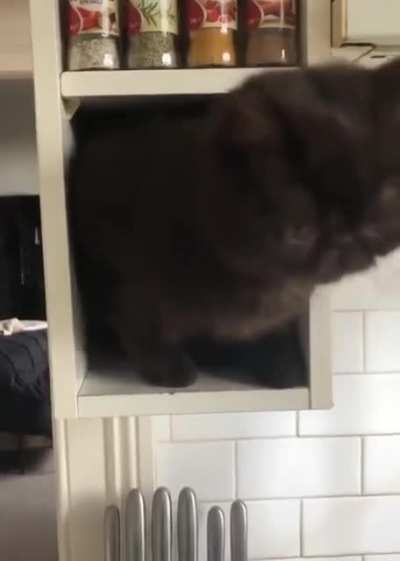 Two types of cats
