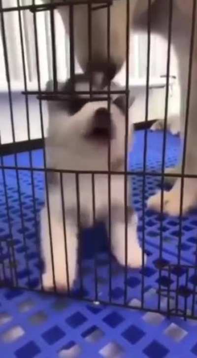 Mini doggo