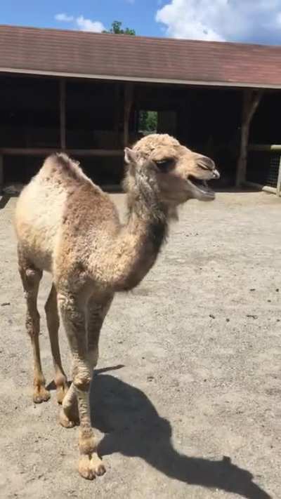 Insert camel pun here
