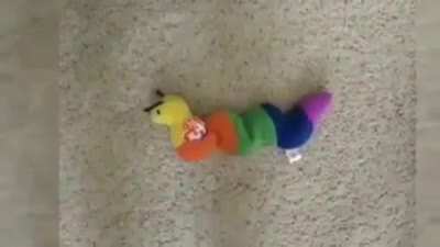 my worms!