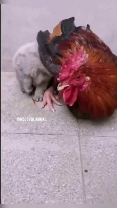 Pure love
