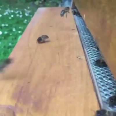Bonk