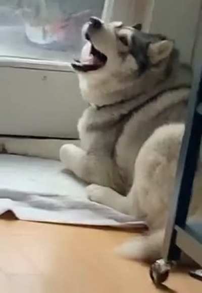 Spirit animal