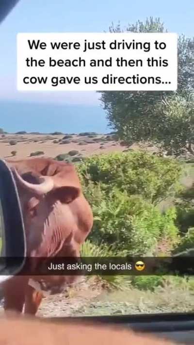 Thx cow
