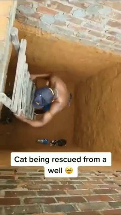 Poor Cat 🥺