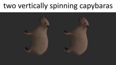 Two vertically spinning capybaras (cc: Sting)