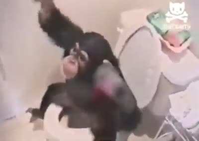 Los memes de monos son hermosos