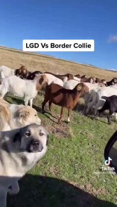 Livestock Guardian Dogs vs Border Collie explained