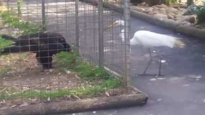 Trying to steal from an eagle