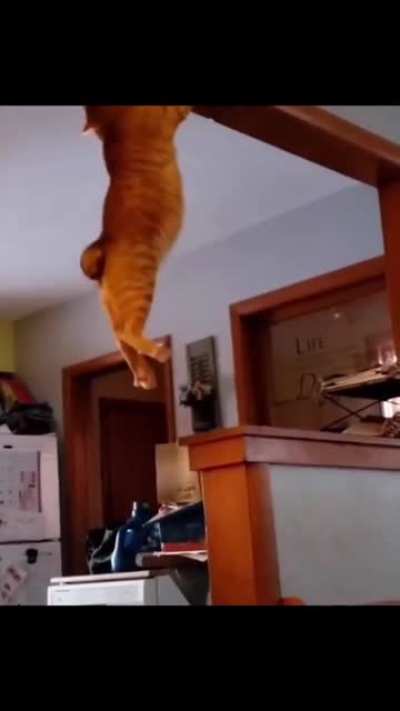 Workout Kitten