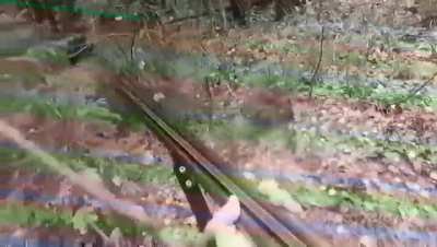 Hunter vs Bear