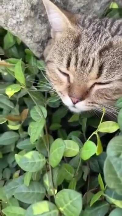 This cat is in the highest state of peace