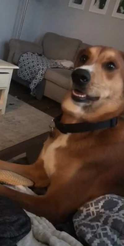 He’s not the brightest but in his defense humans don’t usually bark