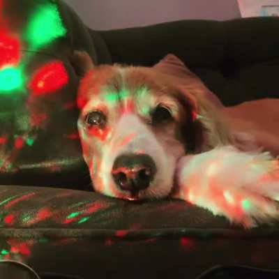 i'm trippin' dog