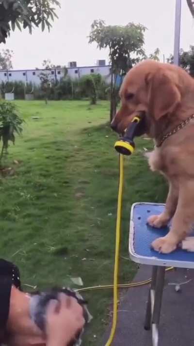 Good boy doggo helps his owner showering