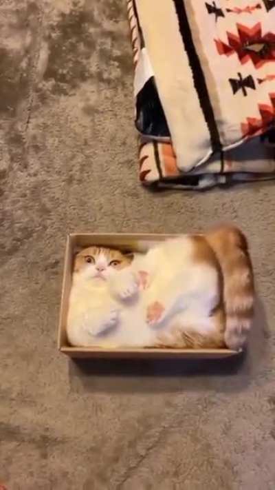 Cats..