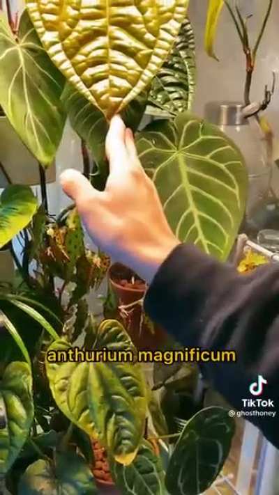 Plant tour