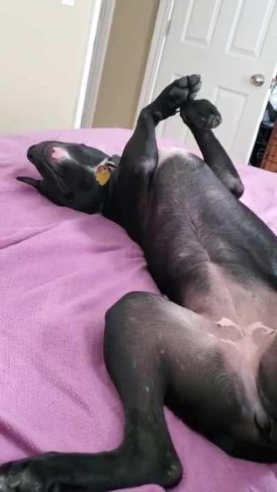 Pet me dad!