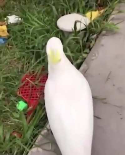 Do bird screams count?