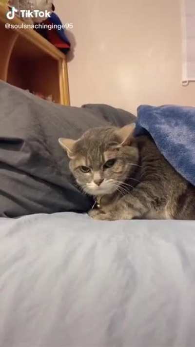 The cat snatchers have come