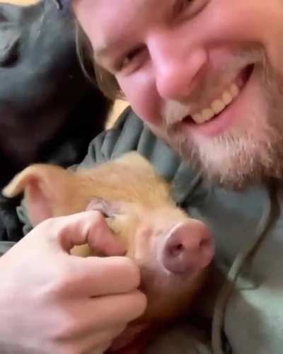 You can tell how much these piggies missed Dan after he was away for a week (from Barn Sanctuary)