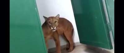 Cougar Chilling In The School Bathroom