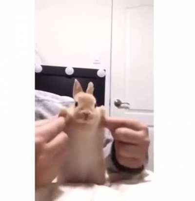 catJAM