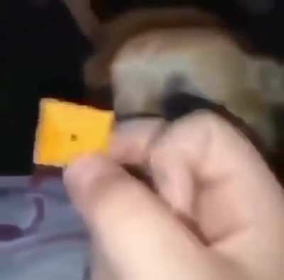 Ayo Buddy
