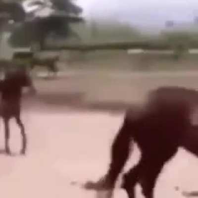 Hecarimme after pressing E