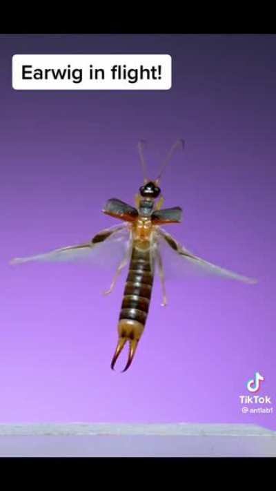 an earwig flying!