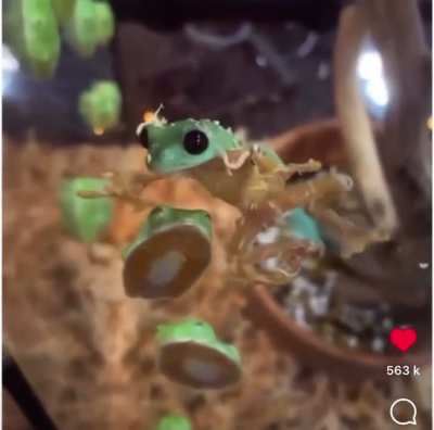 ID please! Are these just baby green tree frogs? 