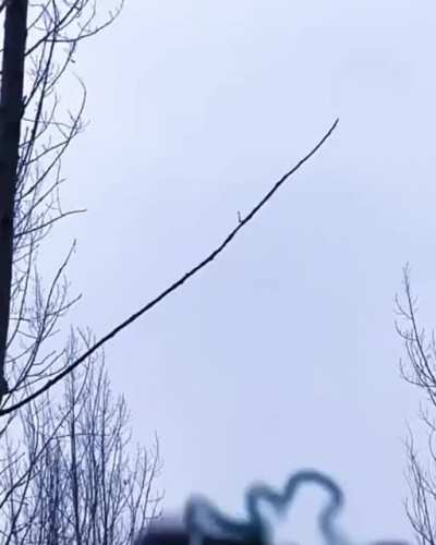 Slingshot vs tree