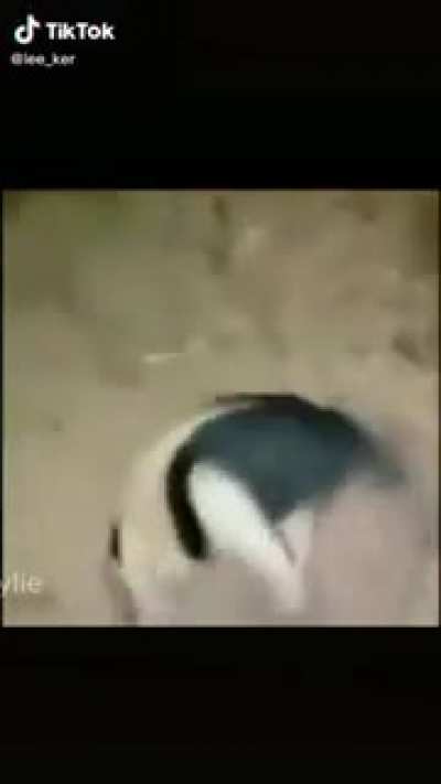 Pain. MP4